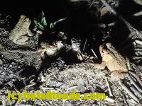 /home//u458753944/public_html/sourcegallery////Roxborough Toad Detour/2013-2019/2017/P4100662.JPG